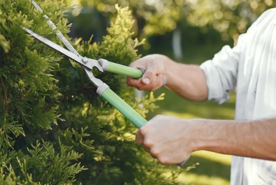 Hedge cutting and pruning